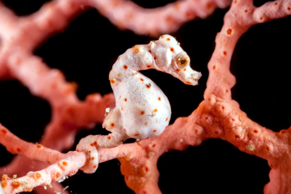 Menjangan_macro_pygmy_sea_horse_denise_on_sea_fan