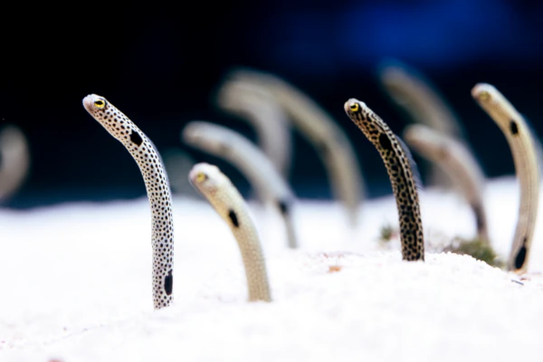 Photo_of_garden_eels_in_menjangan_white_sand_dive