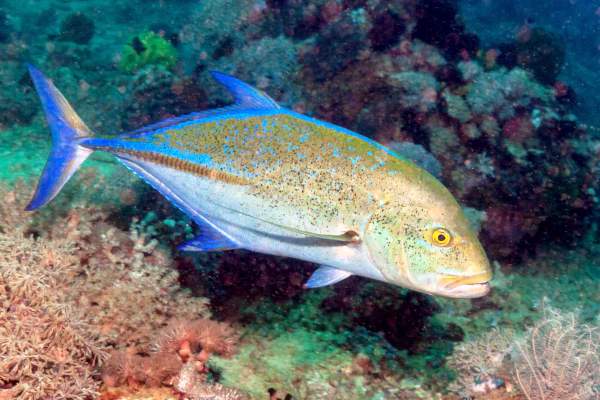 Blue fins trevally in menjangan water