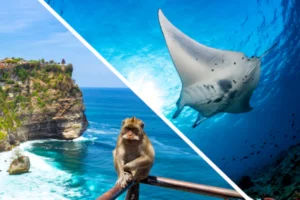 Image of Photo separated in 2, Uluwatu cliff with a monkey and a background image of manta ray while diving in Bali. medium size