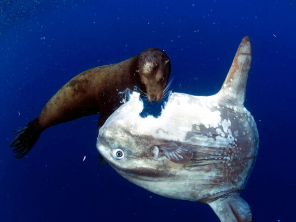 Seal eating Mola-mola (sunfish).