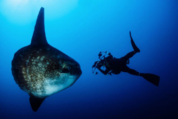 Mola-mola and scuba diver photograped in Open Water