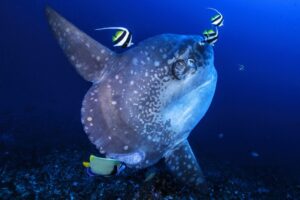 Mola mola swimming in the cleaning station to get clean by bannerfish
