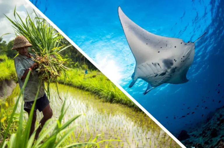 Split image showing a Balinese rice farmer on the left and a manta ray gliding underwater on the right – representing a Bali dive safari combining culture and diving